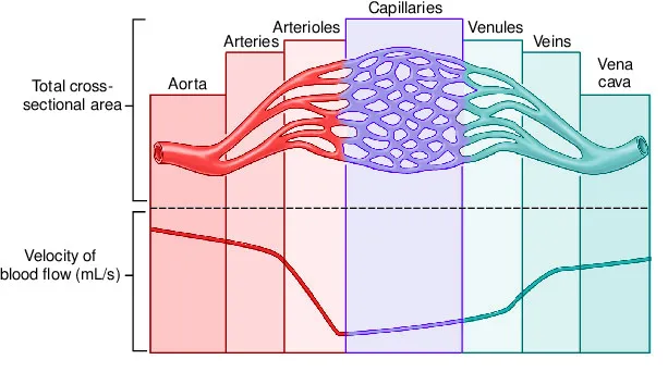Blood vessel types and velocity of blood flow